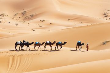 Merzouga, Morocco, 01 January 2021. A bedouin is riding camels on the sand dunes in Merzouga during a sunny day. Merzouga is a small village in southeastern Morocco.
