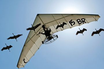 Microlight pilot flies with flock of cranes Microlight pilot flies with flock of cranes