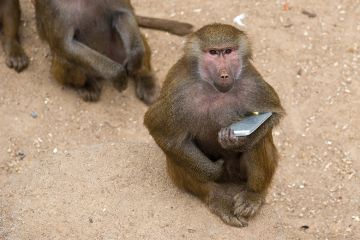 monkey holding phone monkey holding phone