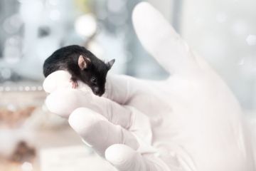 Lab mouse