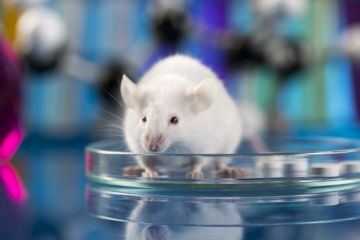 mouse in petri dish mouse in petri dish