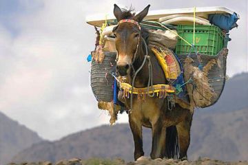 An overloaded mule, illustrating the pressure on research support workers