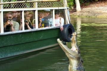 In 2016, people watch a saltwater crocodile feeding in a river in Queensland, Australia Port Douglas, Australia - April 18, 2016 People watch a Saltwater Crocodile feeding in a river in Queensland Australia