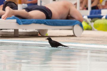 Raven in swimming pool