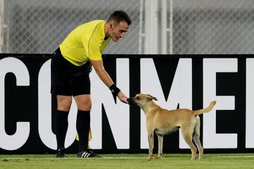 referee and dog