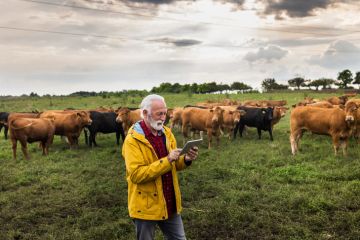 An elderly man on an ipad in a field of cows