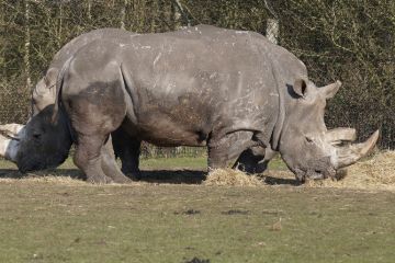 Rhino looks two-headed