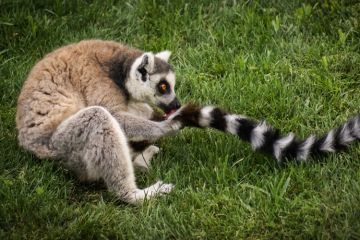 Ring-tailed lemur licking tail Ring-tailed lemur licking tail
