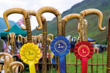 Row of prize-winning shepherds crooks and rosettes Row of prize-winning shepherds crooks and rosettes