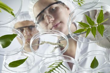 Scientists examine petri dishes Scientists examine petri dishes