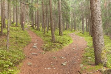 Single alpine path splits in two different directions