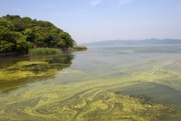 Pollution in Tai Lake near Shanghai