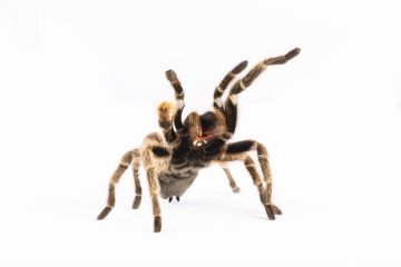 Tarantula