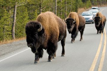 Bison on road, Yellowstone Bison on road, Yellowstone