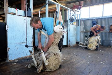 Sheep being sheared