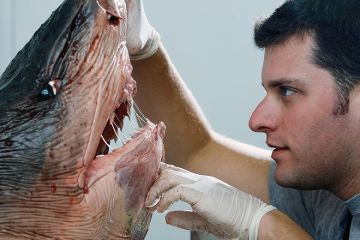 Researcher examines tiger shark
