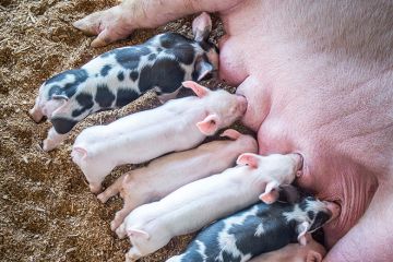 Piglets feeding
