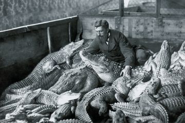 Man with alligators