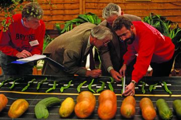 Two judges wearing identical tweed jackets are assisted by two other officials, also wearing the same red sweatshirts, are measuring oversized runner beans during the vegetable Olympics Two judges wearing identical tweed jackets are assisted by two other officials, also wearing the same red sweatshirts, are measuring oversized runner beans during the vegetable Olympics