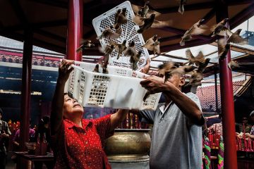 Birds flying out of a box