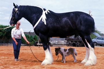 Shire horse Goliath meets miniature horse Bluebell Shire horse Goliath meets miniature horse Bluebell