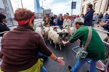 Sheep being herded on a London street Sheep being herded on a London street
