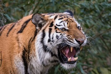 A tiger roaring, symbolising resistance