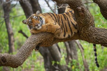 A tiger sits on a tree branch, illustrating the perils of setting up an Indian branch campus