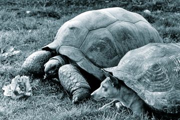 Extra time claims ‘routinely abused’ Dog pretending to be tortoise