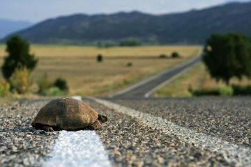A tortoise starts to cross a road