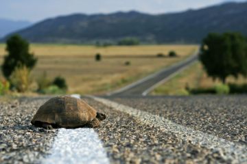 A tortoise starts to cross a road A tortoise starts to cross a road