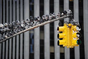 pigeons on traffic light pigeons on traffic light