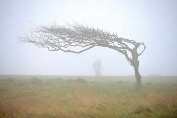 tree-in-fog tree-in-fog