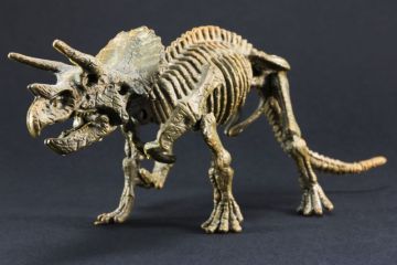 Triceratops Triceratops