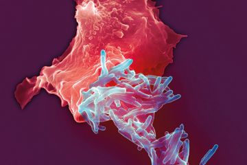 Tuberculosis bacilli Tuberculosis bacilli