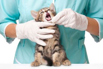 Why study to be a vet? Vet, veterinary science
