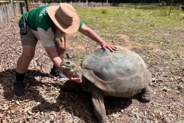 Volunteer zoo Keeper petting an old female Galapagos tortoise