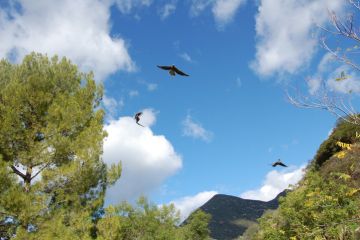 Vultures in California