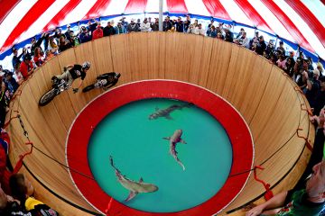 Performers ride motorbikes on a wall of death, with sharks in a pool below. To illustrate that uncertainty is driving Australian universities up the wall.