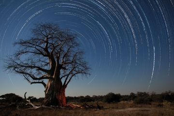 Star trails above a Baobab tree in Botswana. Star trails above a Baobab tree in Botswana to illustrate Stars shine everywhere