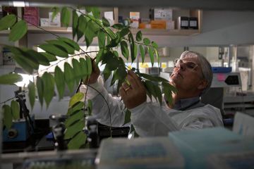 A Brazilian molecular biologist inspects a plant at his laboratory at The Federal University of Rio de Janeiro to illustrate A year since Bolsonaro and Brazil’s academy still in fear 