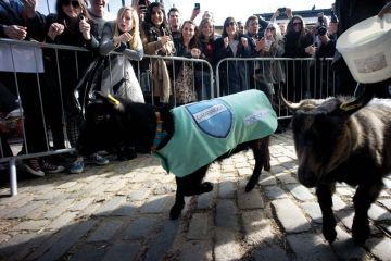 The racing goats "Cambridge" and "Oxford" running down the track at the race.with crowds cheering them on to illustrate Free speech campaigners back Ahmed over Hillman for director job