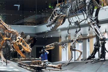 A cameraman sets up a shot of a Tyrannosaurus rex A cameraman sets up a shot of a Tyrannosaurus rex to illustrate Stanford exit fallout grows