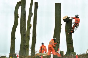 People  tree felling 