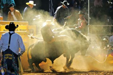  Bull riding to illustrate Melbourne fights order to reveal its landholdings