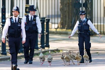 Police officers attempt to herd a family of Egyptian geese 