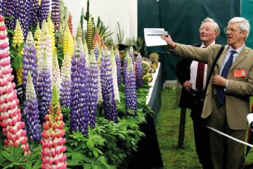 Judges inspect an arrangement of colourful flowers Judges inspect an arrangement of colourful flowers to illustrate High REF scores linked to strong journal impact factors – study
