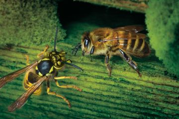  Honey bee defending the hive against wasp attack to illustrate Universities are not immune to the toxin of stupidity