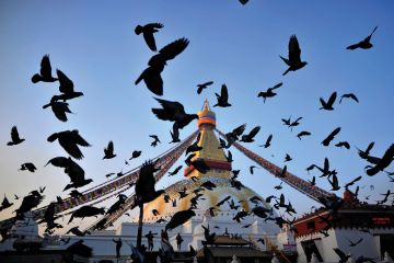 Pigeons flies over around the Boudhanath stupa at Kathmandu, Nepal Pigeons flies over around the Boudhanath stupa at Kathmandu, Nepal to illustrate Nepal university strives to break free of political interference