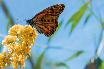 Butterfly with circuit board wings perching on flowers Butterfly with circuit board wings perching on flowers to illustrate AI will help staff and students, research and education to flourish